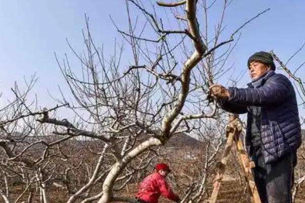 秋季对桃树施什么肥，常用有机肥、复合肥、氮钾肥