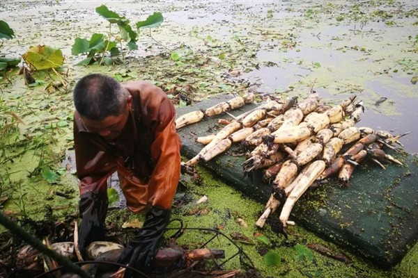 藕在什么时候种植，最适宜在4月份左右种植