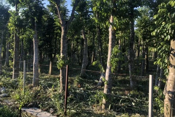 沉香树苗适合在哪种植，需要生长在热带地区