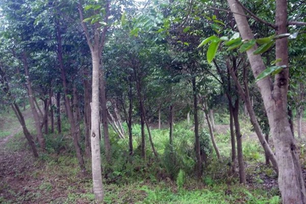 沉香树苗适合在哪种植，需要生长在热带地区