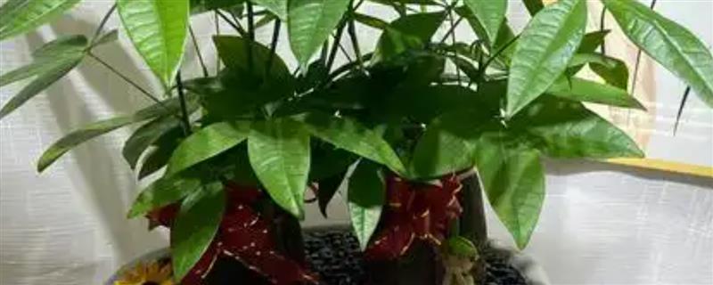 发财树直接插在土壤中能不能生根，未经处理便直接扦插不会长出根系