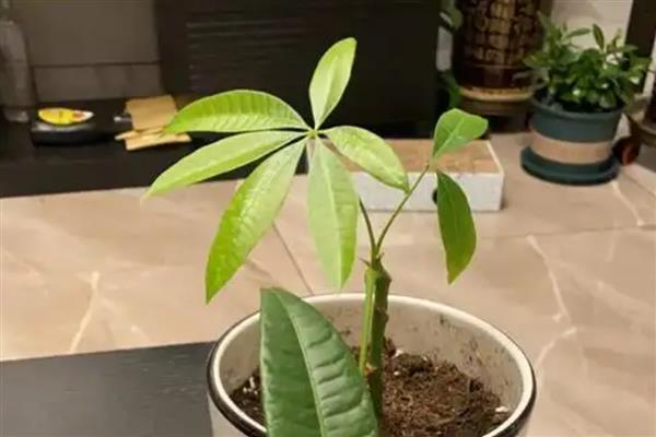 发财树直接插在土壤中能不能生根，未经处理便直接扦插不会长出根系