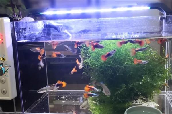 凤尾鱼喂什么，提供动物性饲料可加快生长速度