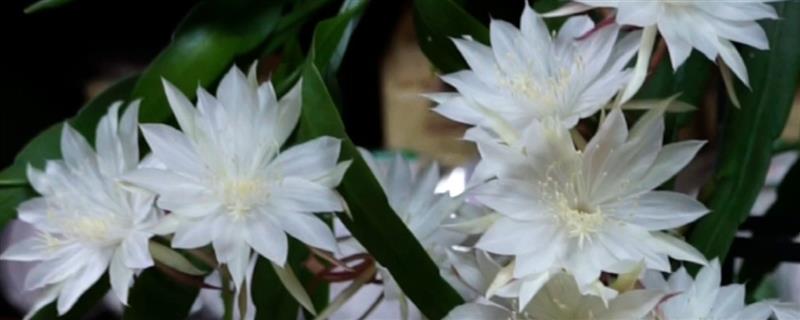 小叶昙花怎么养殖，追施腐熟的液肥可促进花蕾生长