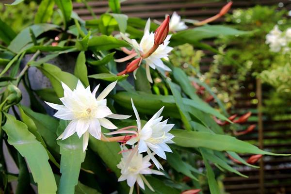 小叶昙花怎么养殖，追施腐熟的液肥可促进花蕾生长