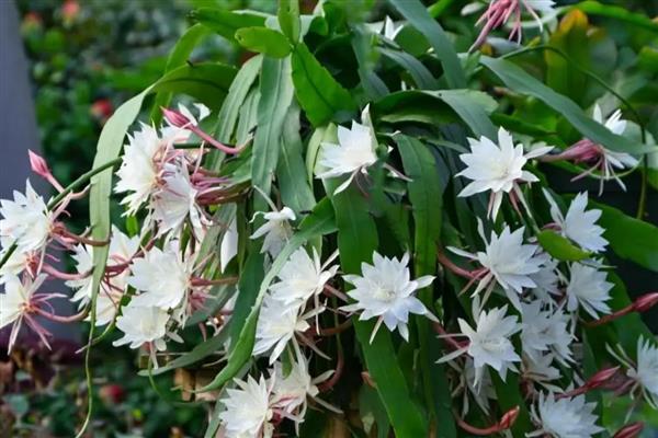 小叶昙花怎么养殖，追施腐熟的液肥可促进花蕾生长