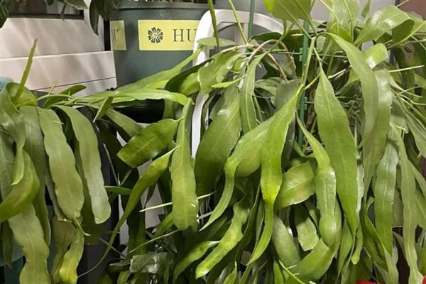 小叶昙花怎么养殖，追施腐熟的液肥可促进花蕾生长
