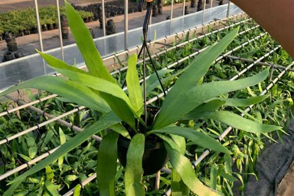 小叶昙花怎么养殖，追施腐熟的液肥可促进花蕾生长