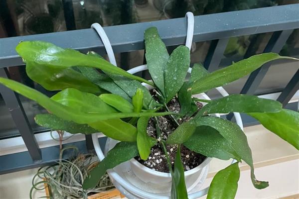 小叶昙花怎么养殖，追施腐熟的液肥可促进花蕾生长
