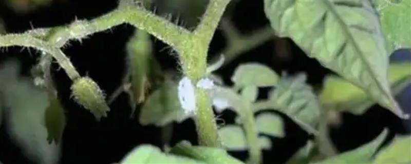 介壳虫的防治方法，烧毁带虫的枝条可减少虫口基数