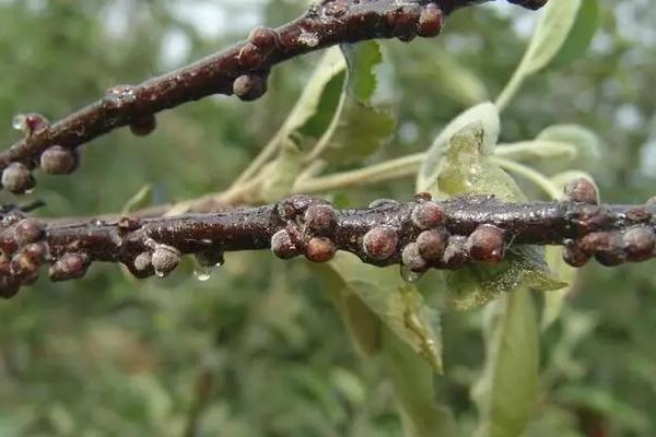 介壳虫的防治方法，烧毁带虫的枝条可减少虫口基数