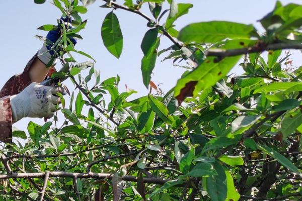 介壳虫的防治方法，烧毁带虫的枝条可减少虫口基数