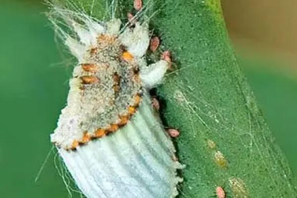 介壳虫的防治方法，烧毁带虫的枝条可减少虫口基数