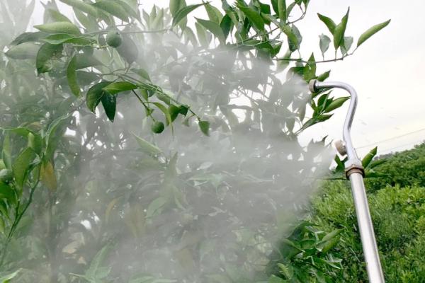 介壳虫的防治方法，烧毁带虫的枝条可减少虫口基数