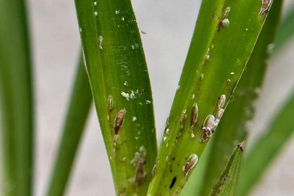 介壳虫的防治方法，烧毁带虫的枝条可减少虫口基数