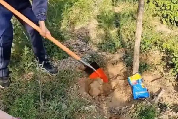 介壳虫的防治方法，烧毁带虫的枝条可减少虫口基数