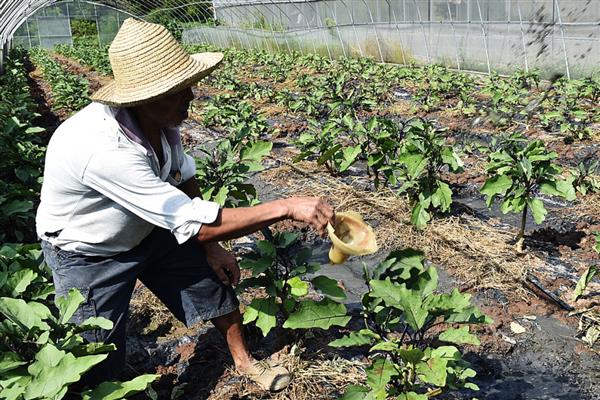 茄子叶片发黄如何解决，发生肥害时浇水冲肥可让它们恢复生理机能