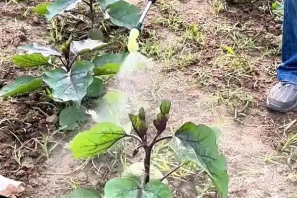 茄子叶片发黄如何解决，发生肥害时浇水冲肥可让它们恢复生理机能