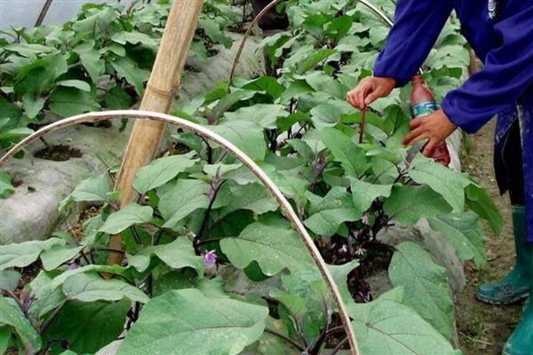 茄子叶片发黄如何解决，发生肥害时浇水冲肥可让它们恢复生理机能