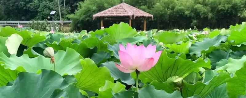 荷花有什么花语，代表纯洁、清白、高尚等含义