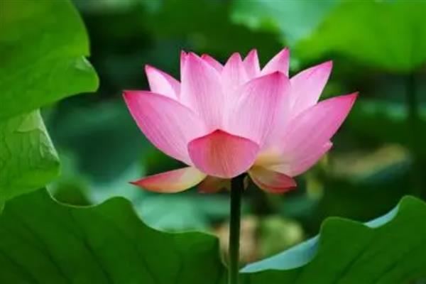 荷花有什么花语，代表纯洁、清白、高尚等含义