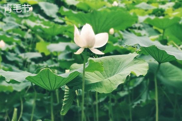 荷花有什么花语，代表纯洁、清白、高尚等含义