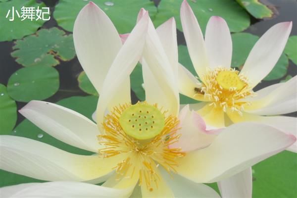 荷花有什么花语，代表纯洁、清白、高尚等含义