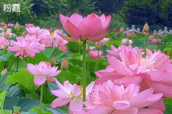 荷花有什么花语，代表纯洁、清白、高尚等含义