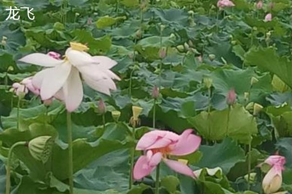 荷花有什么花语，代表纯洁、清白、高尚等含义