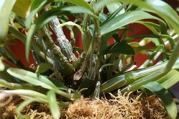 石斛如何盆栽，掌握见干见湿、干透浇透的浇水原则