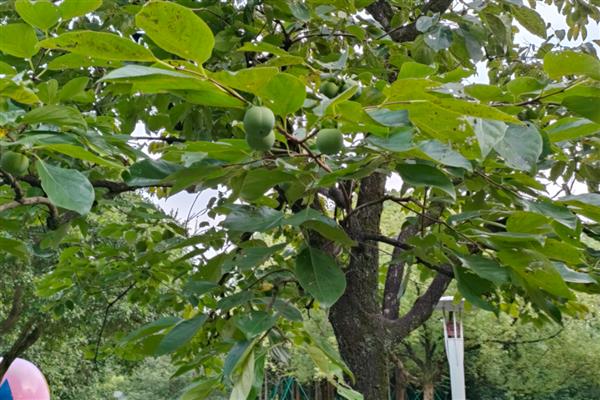 树叶发黄掉叶如何解决，需及时补充水分