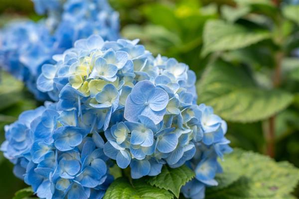 八仙花的花语，寓意希望、忠贞、永恒等