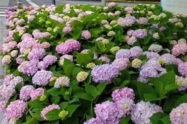 八仙花的花语，寓意希望、忠贞、永恒等
