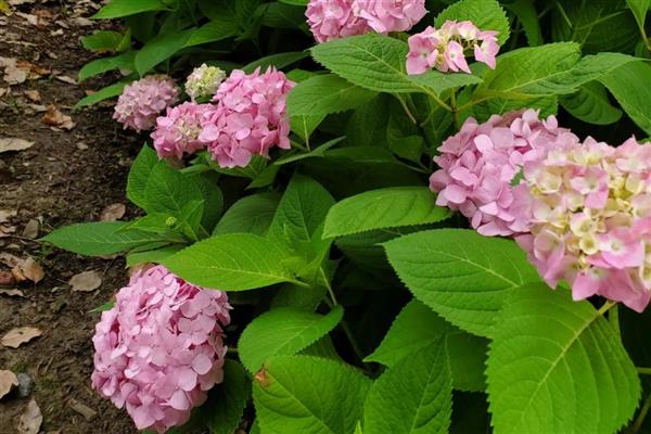 八仙花的花语，寓意希望、忠贞、永恒等