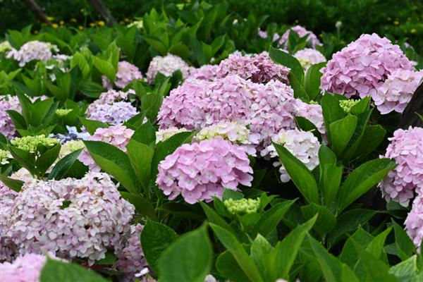 八仙花的花语，寓意希望、忠贞、永恒等