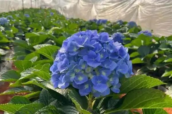 八仙花的花语，寓意希望、忠贞、永恒等