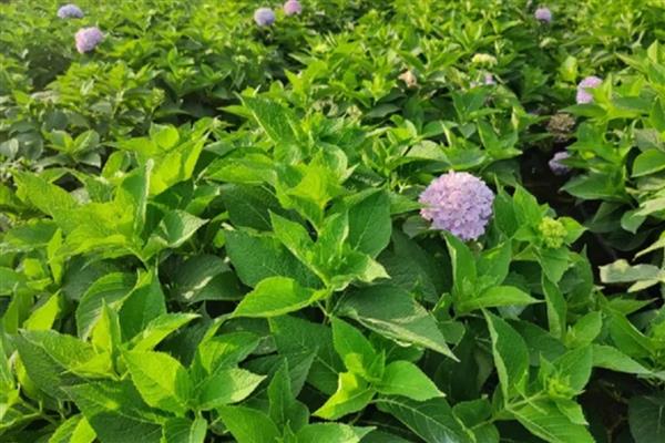 八仙花的花语，寓意希望、忠贞、永恒等