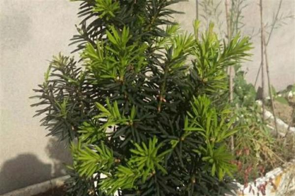 红豆杉的叶子为什么发黄，主要是温度过高、缺水、缺光等因素所致
