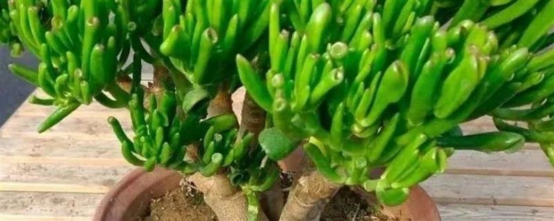 吸财树夏天浇水间隔，每隔10-15天浇一次
