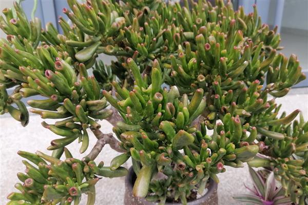 吸财树夏天浇水间隔，每隔10-15天浇一次