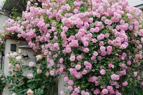 蔷薇七姐妹一年开放多少次，花期为5-6月份每年开放一次