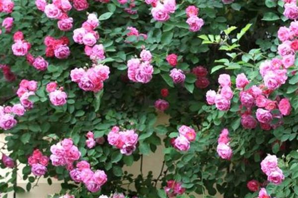 蔷薇七姐妹一年开放多少次，花期为5-6月份每年开放一次