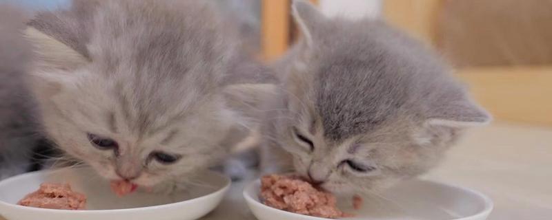 对猫咪饲喂肝脏的好处，能起到提升视力、提高食欲等作用