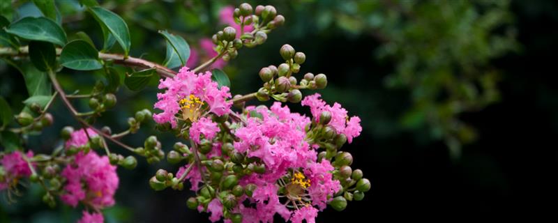 夏季开哪些花,有紫薇花、石榴花等