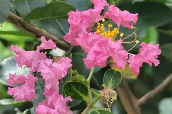 夏季开哪些花,有紫薇花、石榴花等