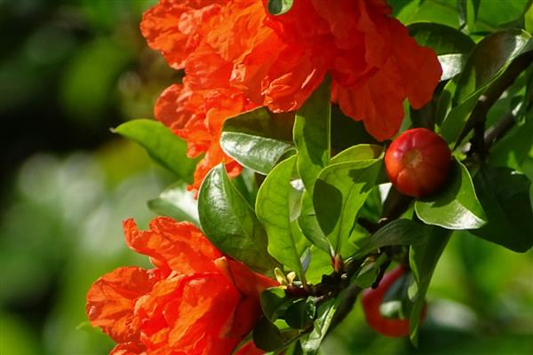 夏季开哪些花,有紫薇花、石榴花等