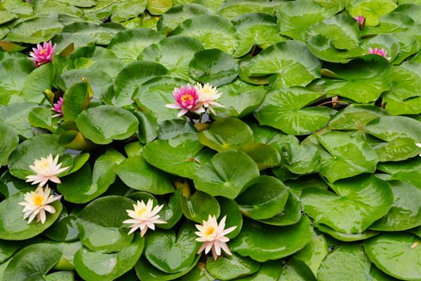 夏季开哪些花,有紫薇花、石榴花等