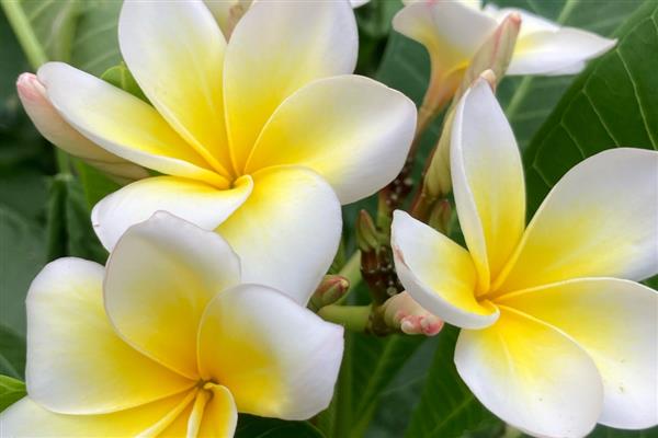 夏季开哪些花,有紫薇花、石榴花等