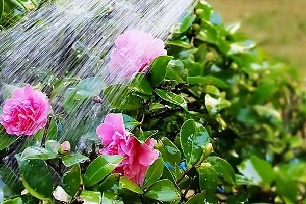 夏季开哪些花,有紫薇花、石榴花等