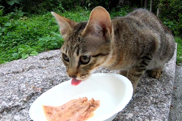 对猫咪饲喂肝脏的好处，能起到提升视力、提高食欲等作用